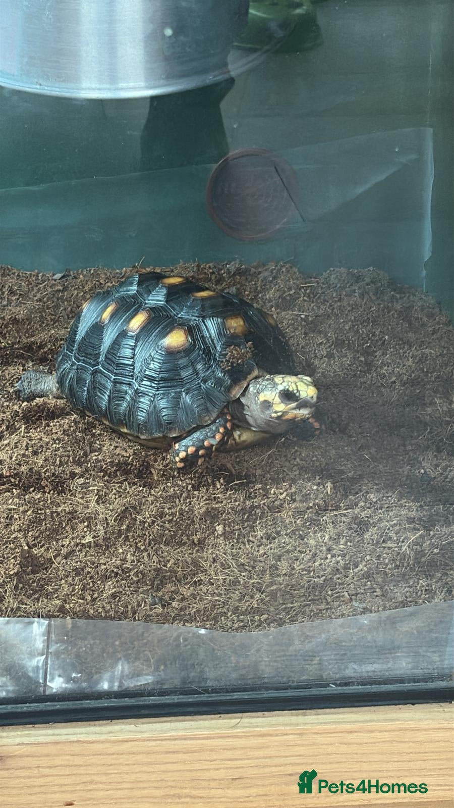 Tortoise reptiles Redfoot tortoise - Advert 3