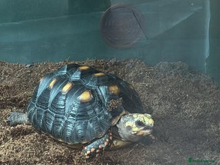 Tortoise reptiles Redfoot tortoise - Advert 3