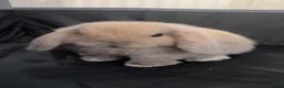Mini Lop rabbits for sale: 3 mini lop bunnies for sale in Bedford - Advert 5