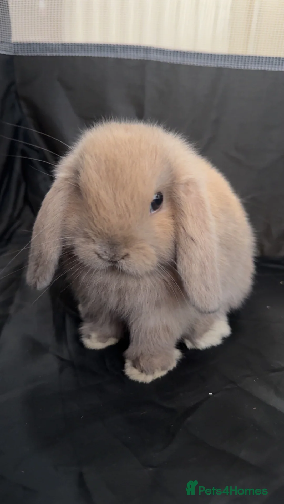 Mini Lop rabbits for sale: 3 mini lop bunnies for sale in Bedford - Advert 5