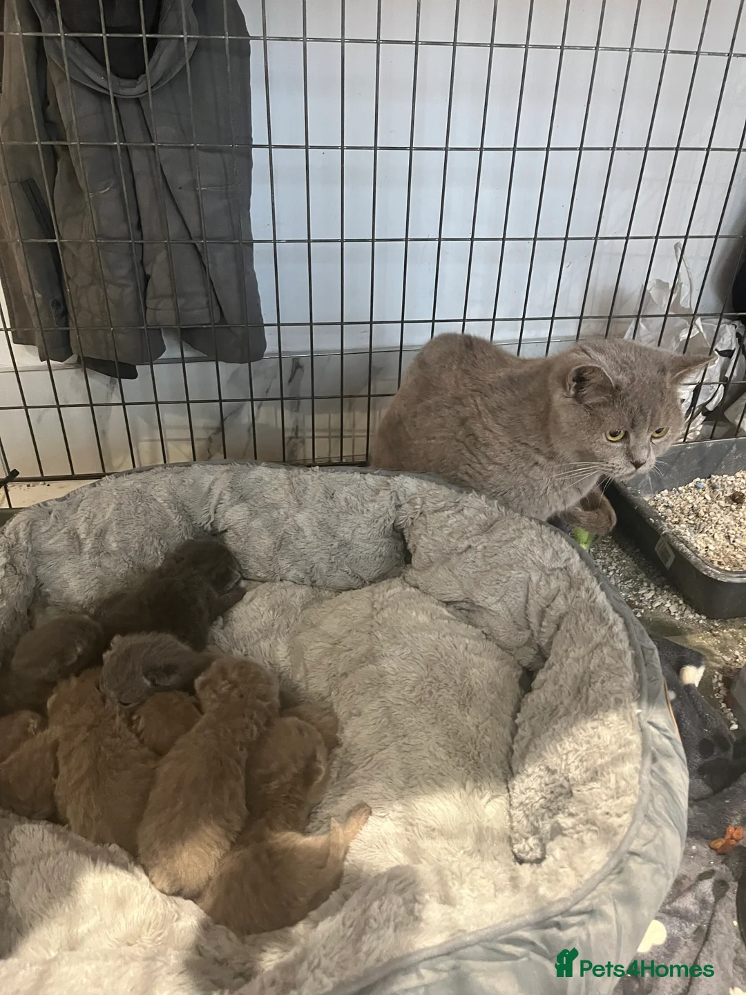 British Shorthair cats for sale: British shorthair kittens 🐈‍⬛ - Advert 10