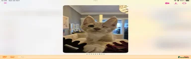Maine Coon 1