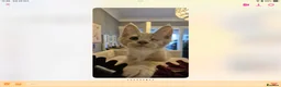 Maine Coon cats for sale: Very Special Boy, Please read. - Advert 5