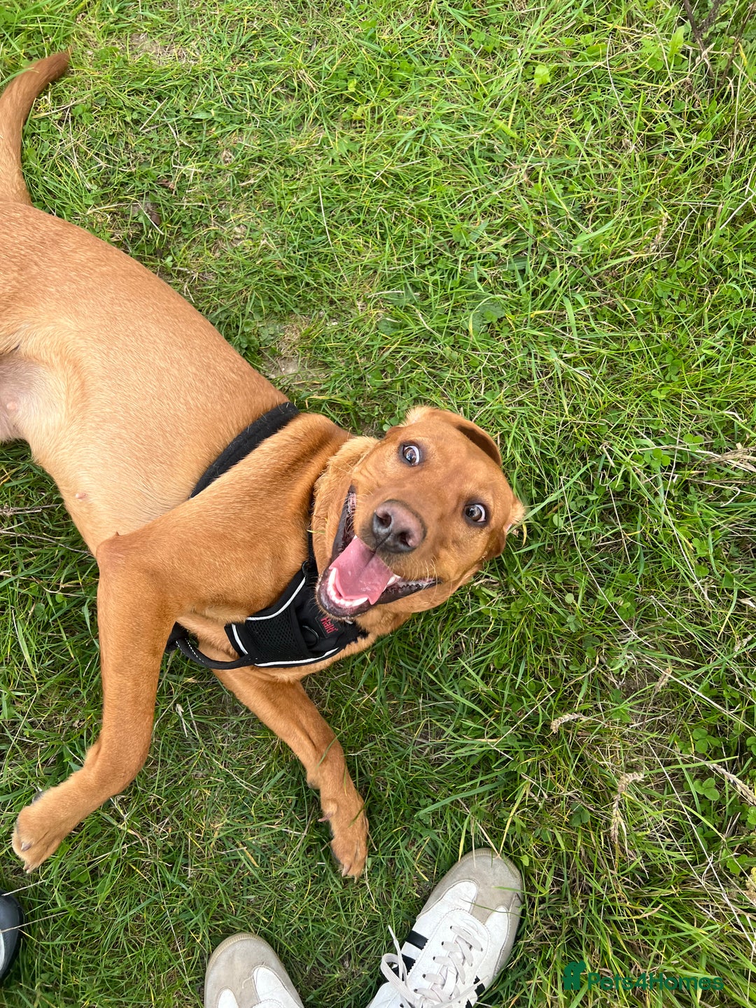 Labrador Retriever dogs for sale: Roxy the fox red Labrador  - Image 2