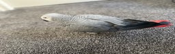 Parrots birds for sale: Male African Grey parrot - Advert 2