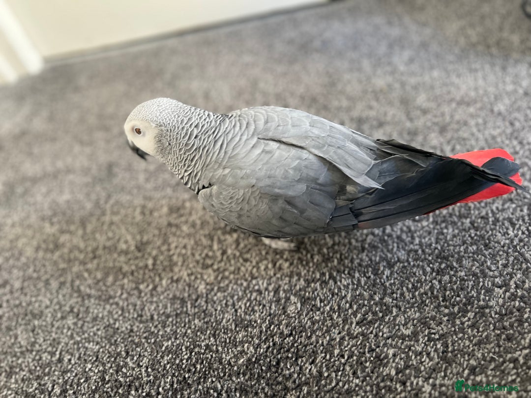 Parrots birds for sale: Male African Grey parrot - Advert 2