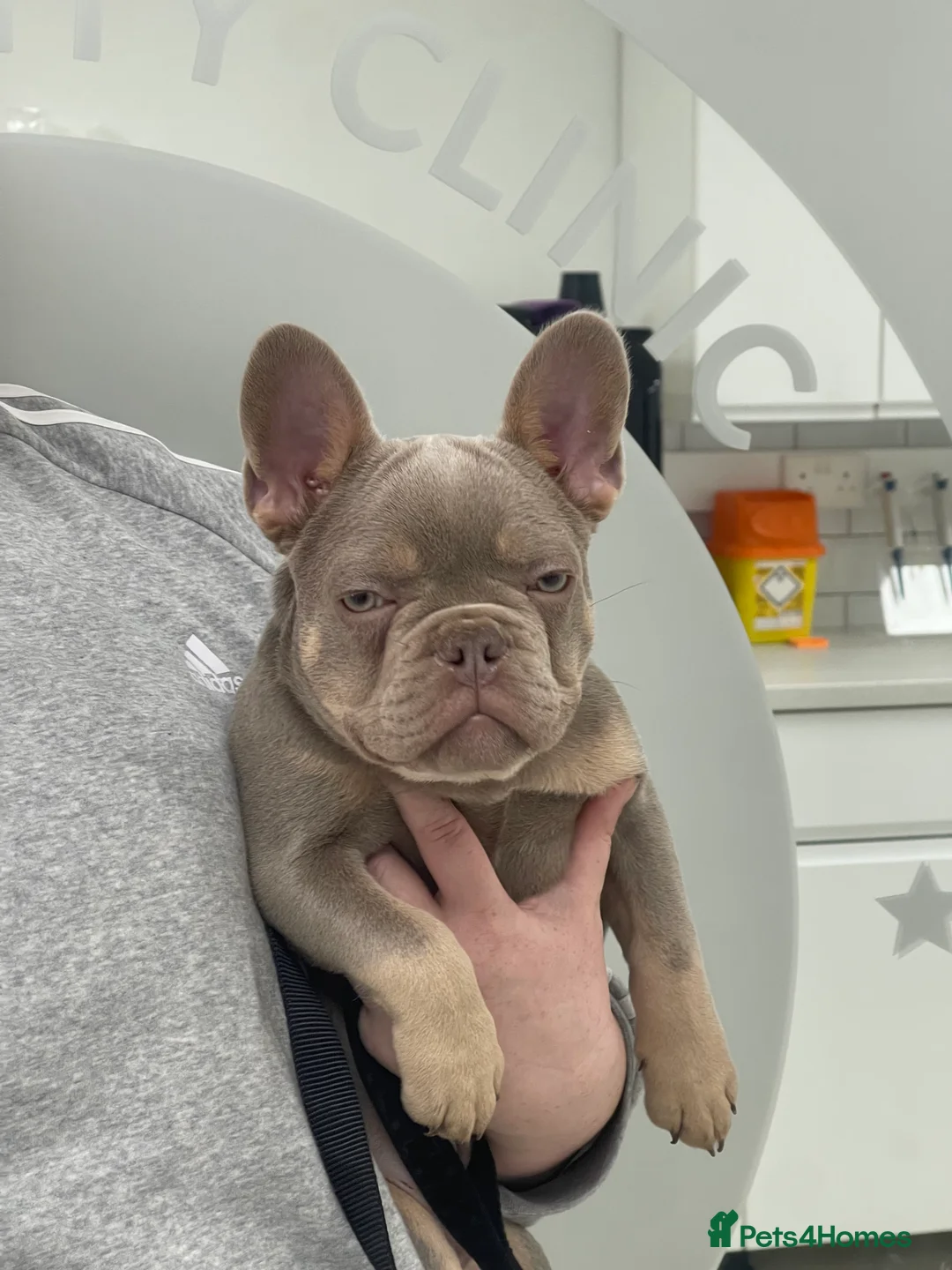French Bulldog dogs for stud: New shade & Tan carrying L4 fluffy in Kings Langley - Advert 3