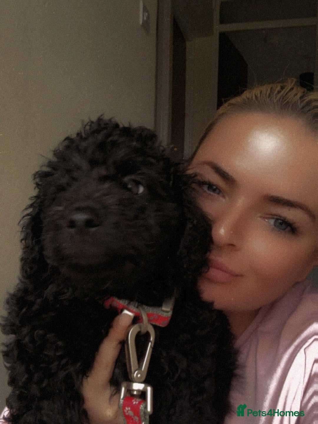Cockapoo dogs for sale: Lucky  - Image 16