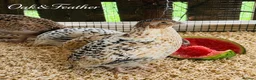 Quail poultry for sale: Coturnix Quail Hatching Eggs | Excellent Fertility - Advert 3