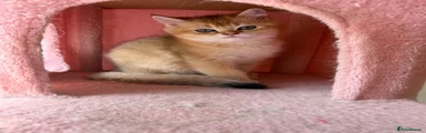British Shorthair 1