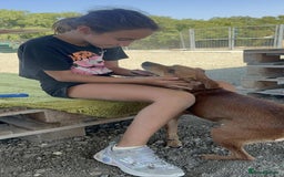 Mixed Breed dogs for adoption: Mickey – The Sweetest Small Shadow Companion - Advert 17