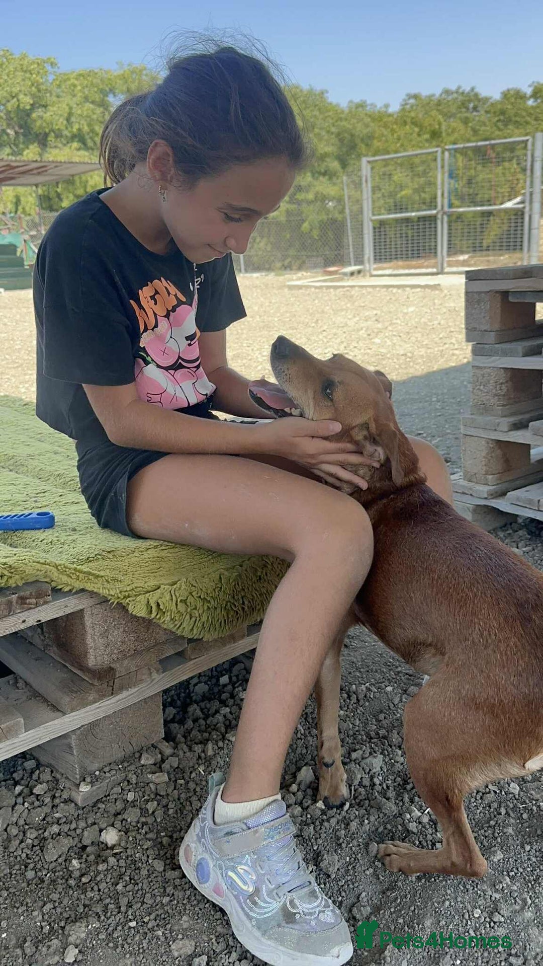 Mixed Breed dogs for adoption: Mickey – The Sweetest Small Shadow Companion - Advert 17