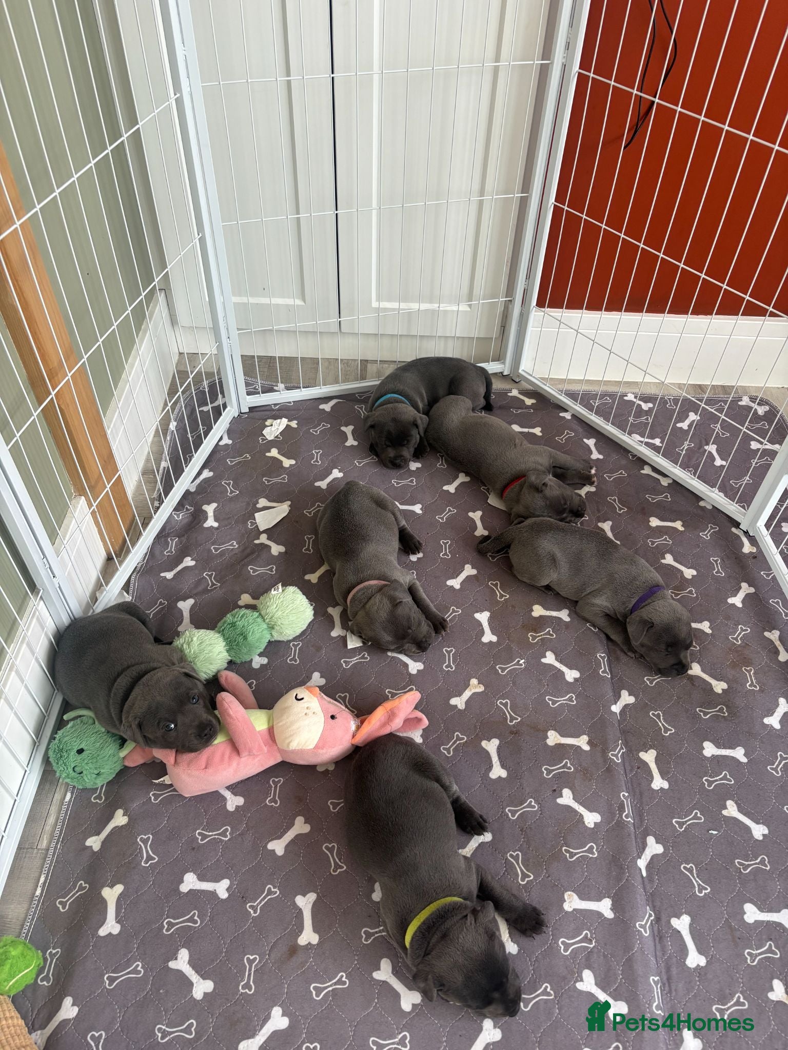 Staffordshire Bull Terrier dogs KC Registered Blue & Lilac Staffy Puppies 🐾 - Advert 5