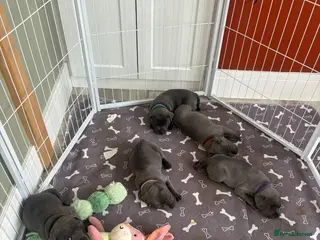 Staffordshire Bull Terrier dogs KC Registered Blue & Lilac Staffy Puppies 🐾 - Advert 5