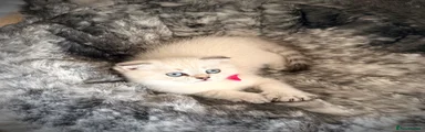 Scottish Fold 3
