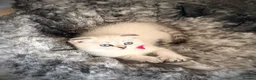 Scottish Fold cats for sale: Adorable Pure Scottish folded kittens 😍🥰 in Northampton - Advert 9
