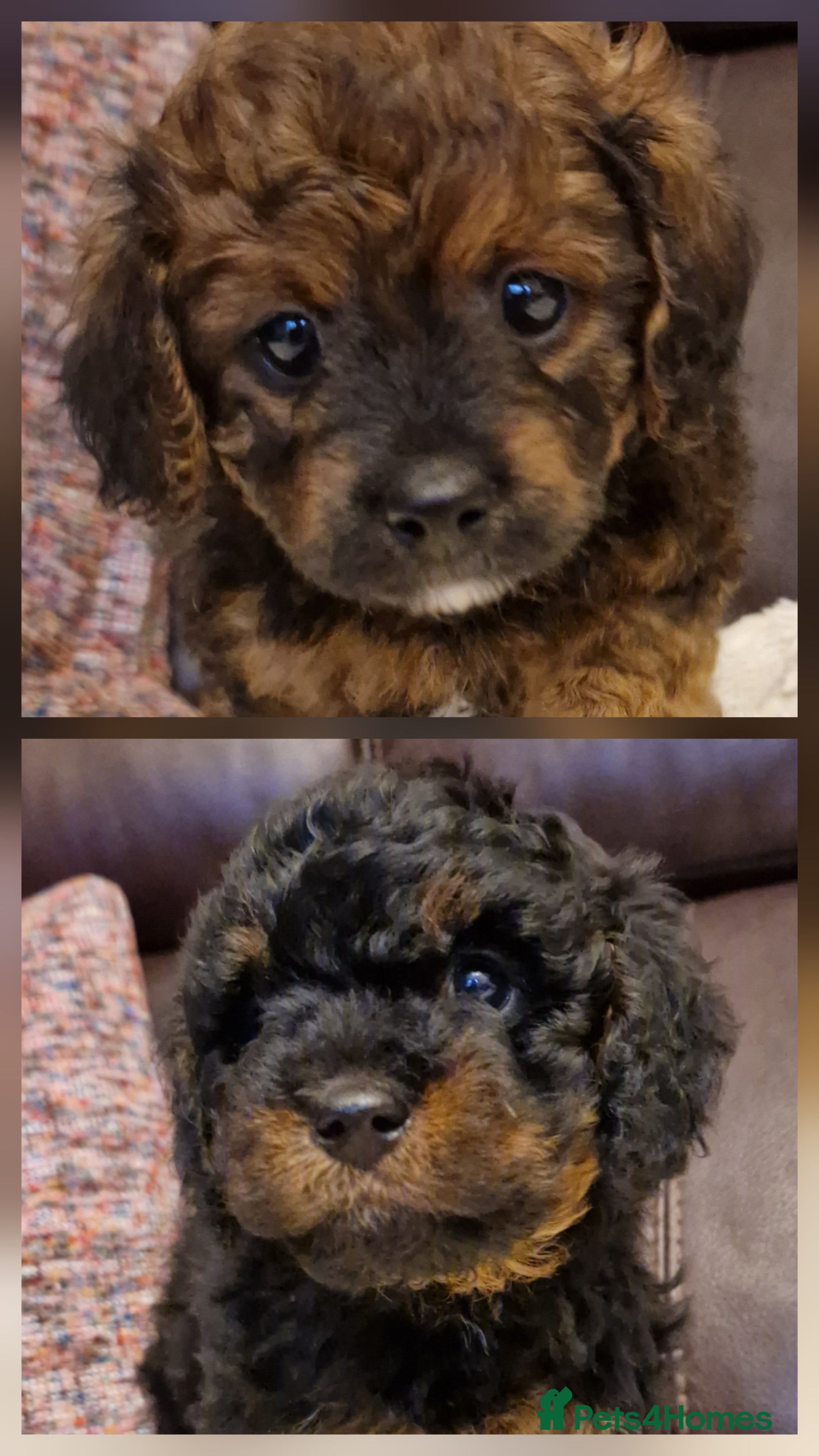 Cavapoochon dogs Beautiful Phantom, Sable and Red Cavapoochon Pups - Advert 9