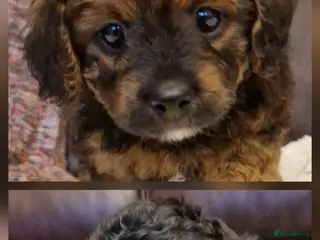 Cavapoochon dogs Beautiful Phantom, Sable and Red Cavapoochon Pups - Advert 9