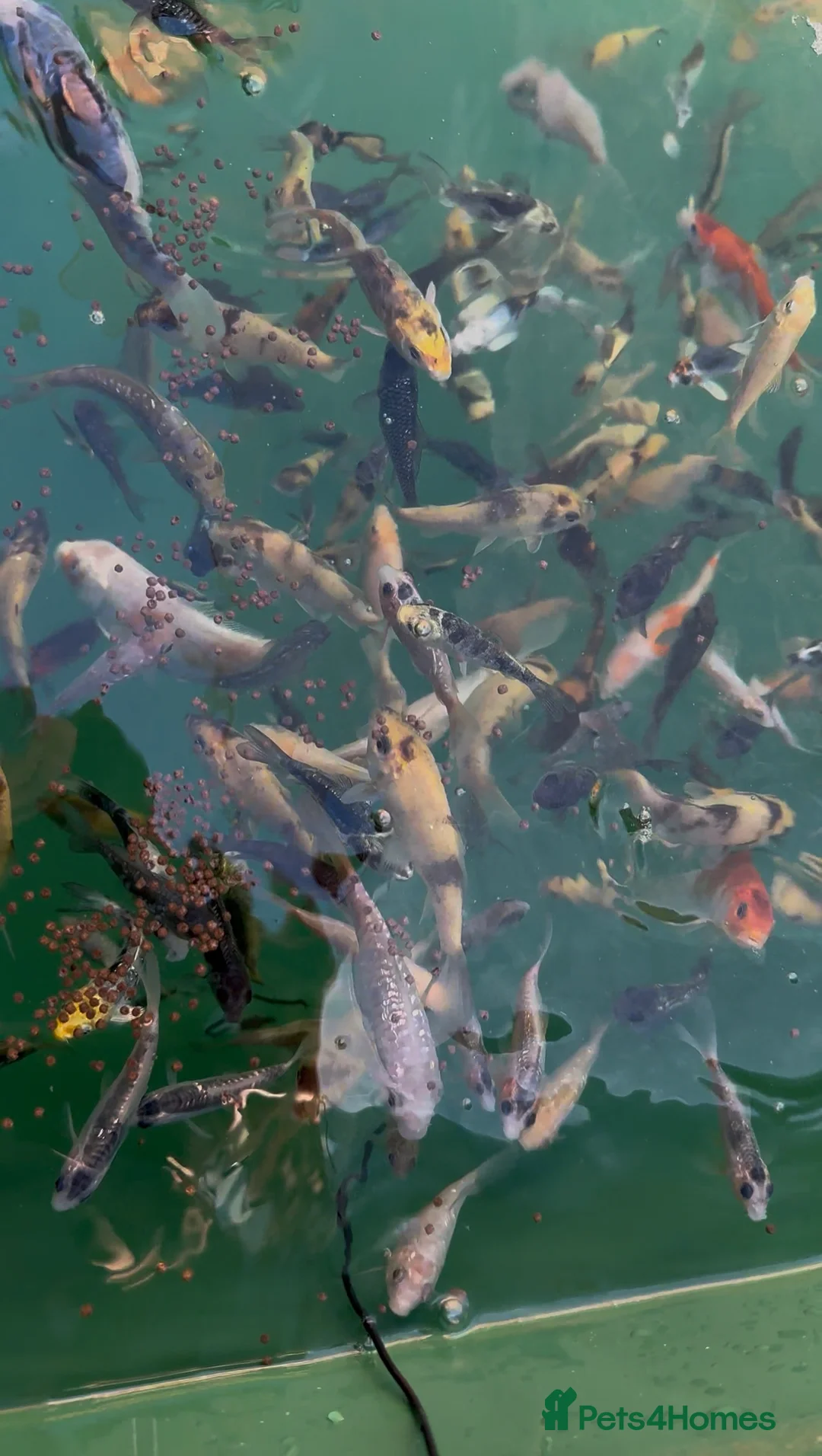 Koi Carp fish for sale: Koi carp in Nottingham - Advert 1