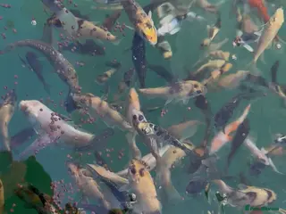 Koi Carp fish Koi carp in Nottingham - Advert 6