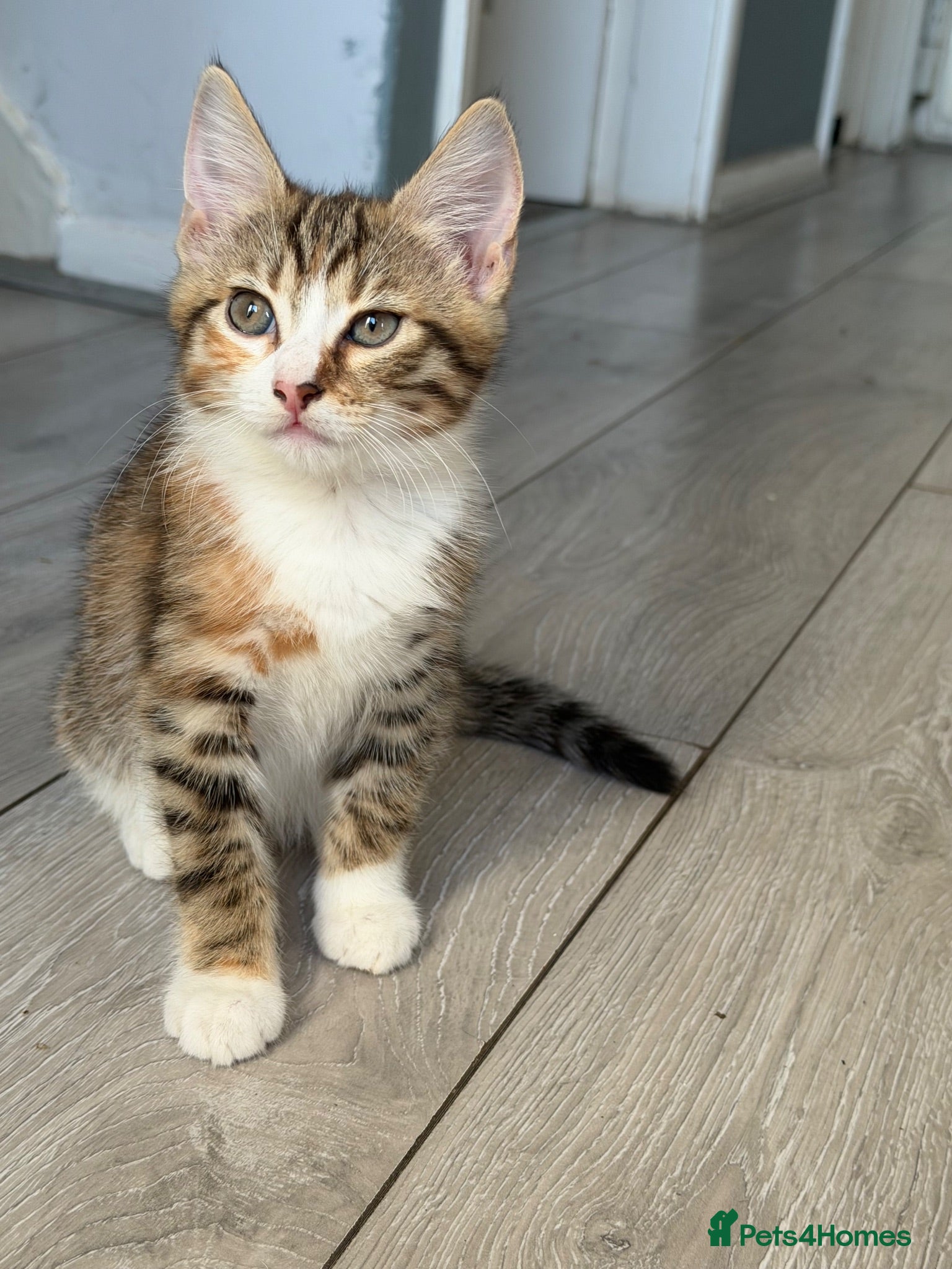 Mixed Breed cats 3 beautiful kittens for sale - Advert 1