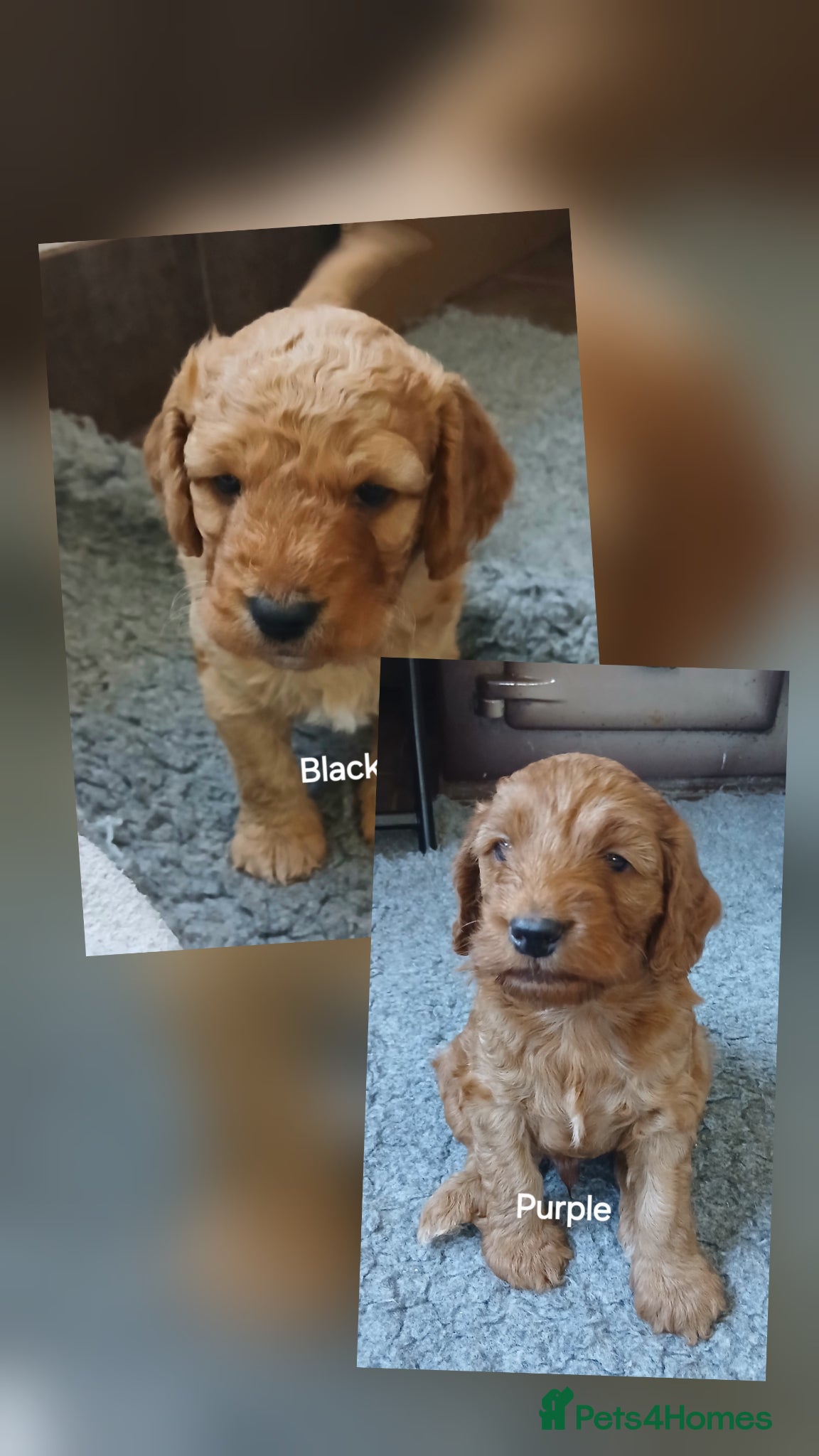 Cockapoo dogs F2 Cockapoos  - Advert 1