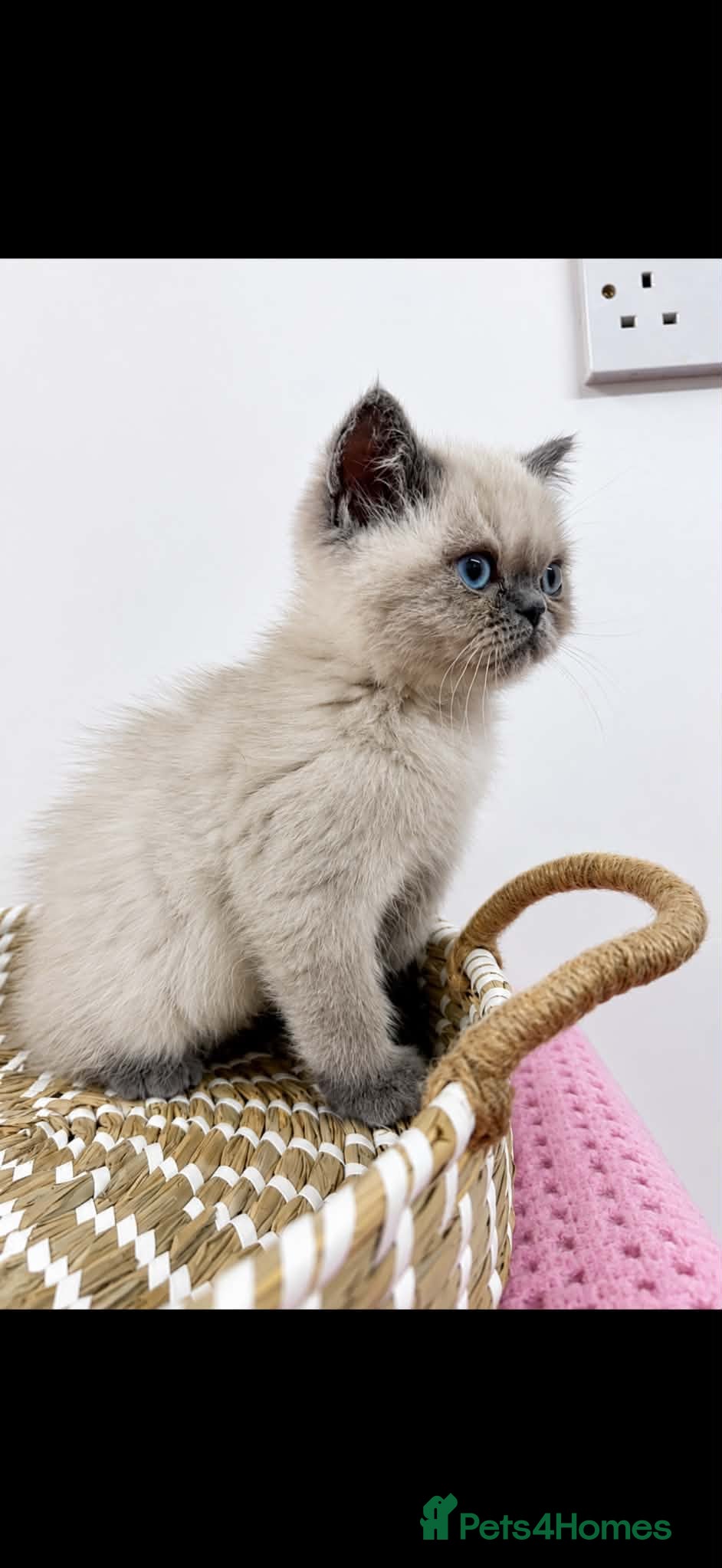 Exotic cats Exotic kittens  - Advert 4