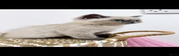 Exotic cats for sale: Exotic kittens  - Advert 1