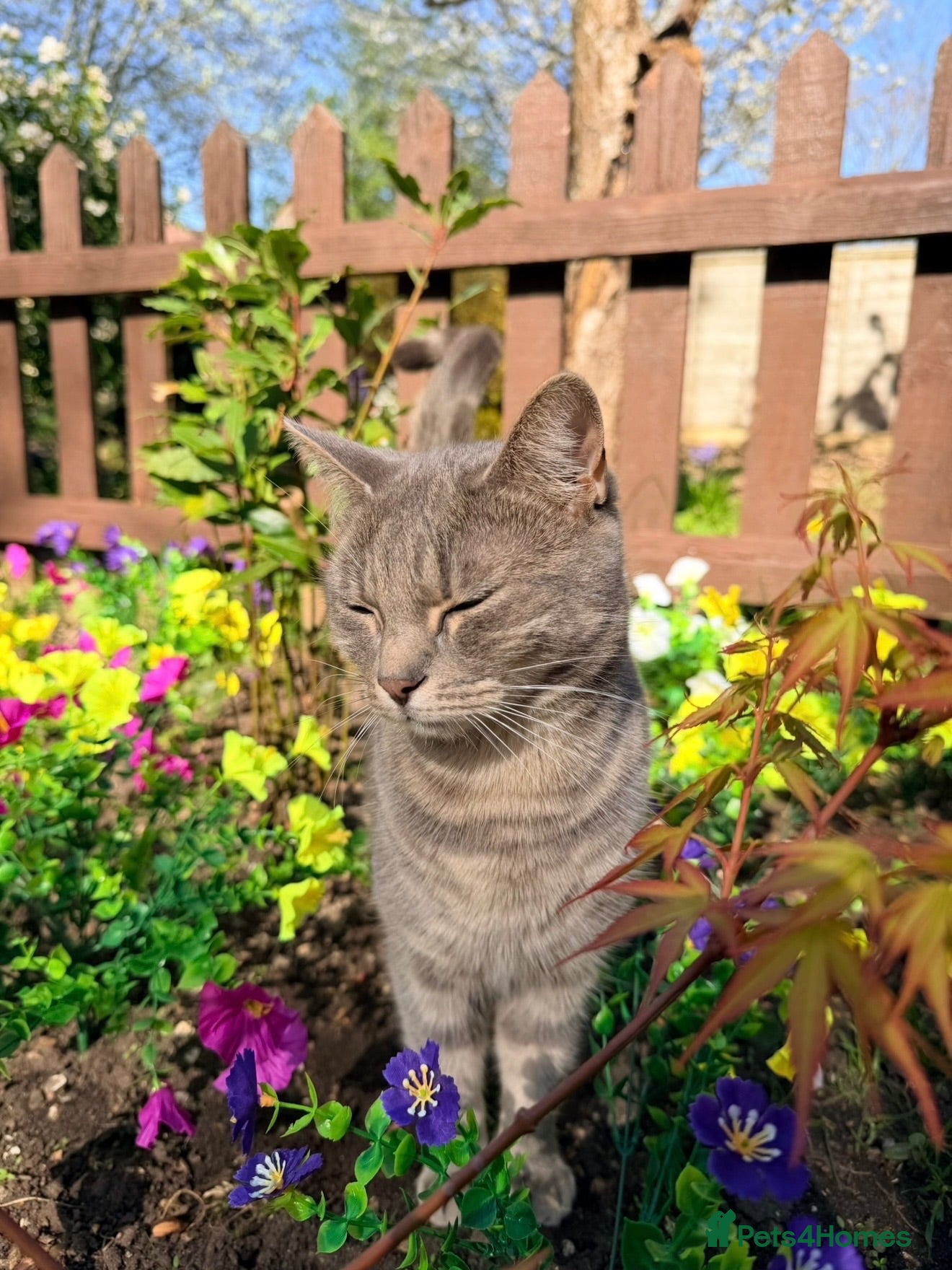 Mixed Breed cats Kittens for sale - Advert 7