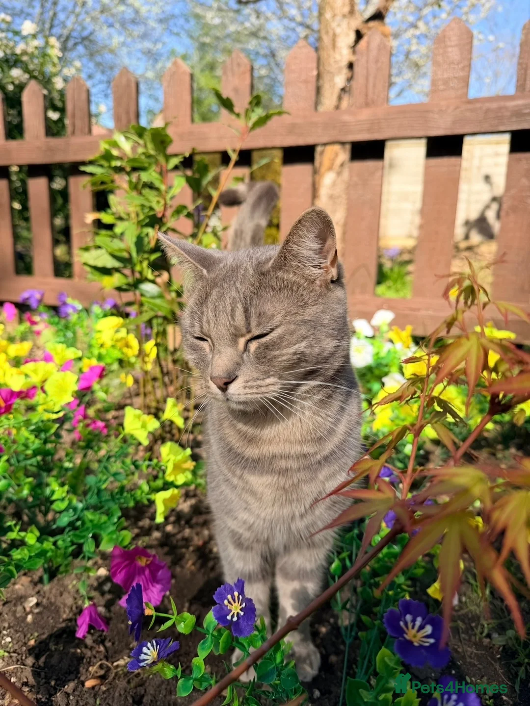 Mixed Breed cats for sale: Kittens for sale - Advert 1