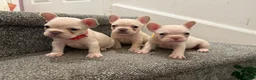 French Bulldog dogs for sale: KC reg French bulldogs Ready 7th August ❤️❤️❤️ - Advert 18