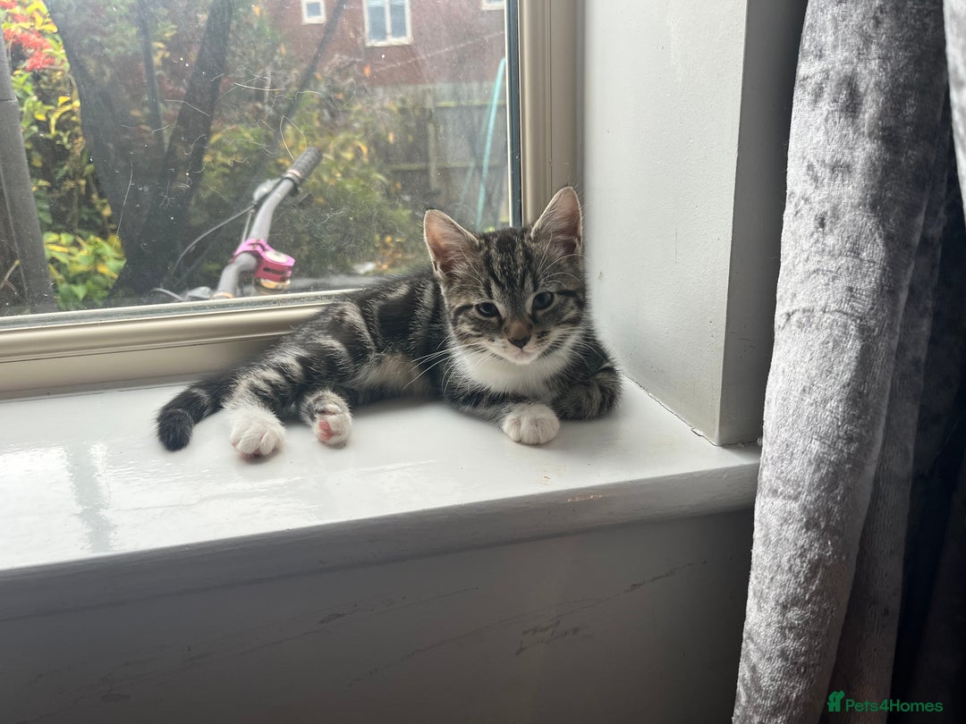 Mixed Breed cats for sale: 4 Beautiful Kittens 🐾 ❤️  - Advert 3