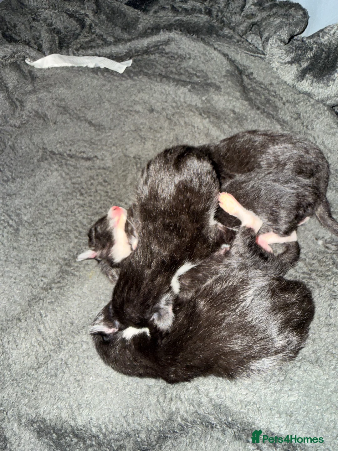 Egyptian Mau cats for sale: Egyptian black with unique white markings in Morden - Advert 2