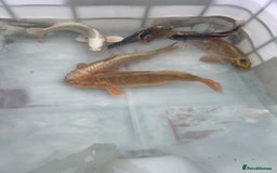 Koi Carp fish for sale: 6 koi carp variety’s of beautiful fish  - Image 5