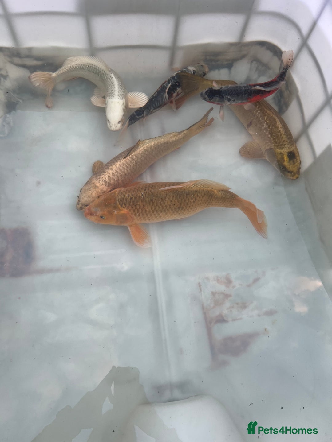 Koi Carp fish for sale: 6 koi carp variety’s of beautiful fish  - Image 5