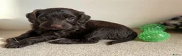 Sproodle dogs for sale: Rare Merle Sroodles Ready To Leave  - Advert 14