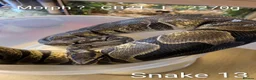 Python Snake reptiles for sale: Royal Pythons for sale - Advert 12