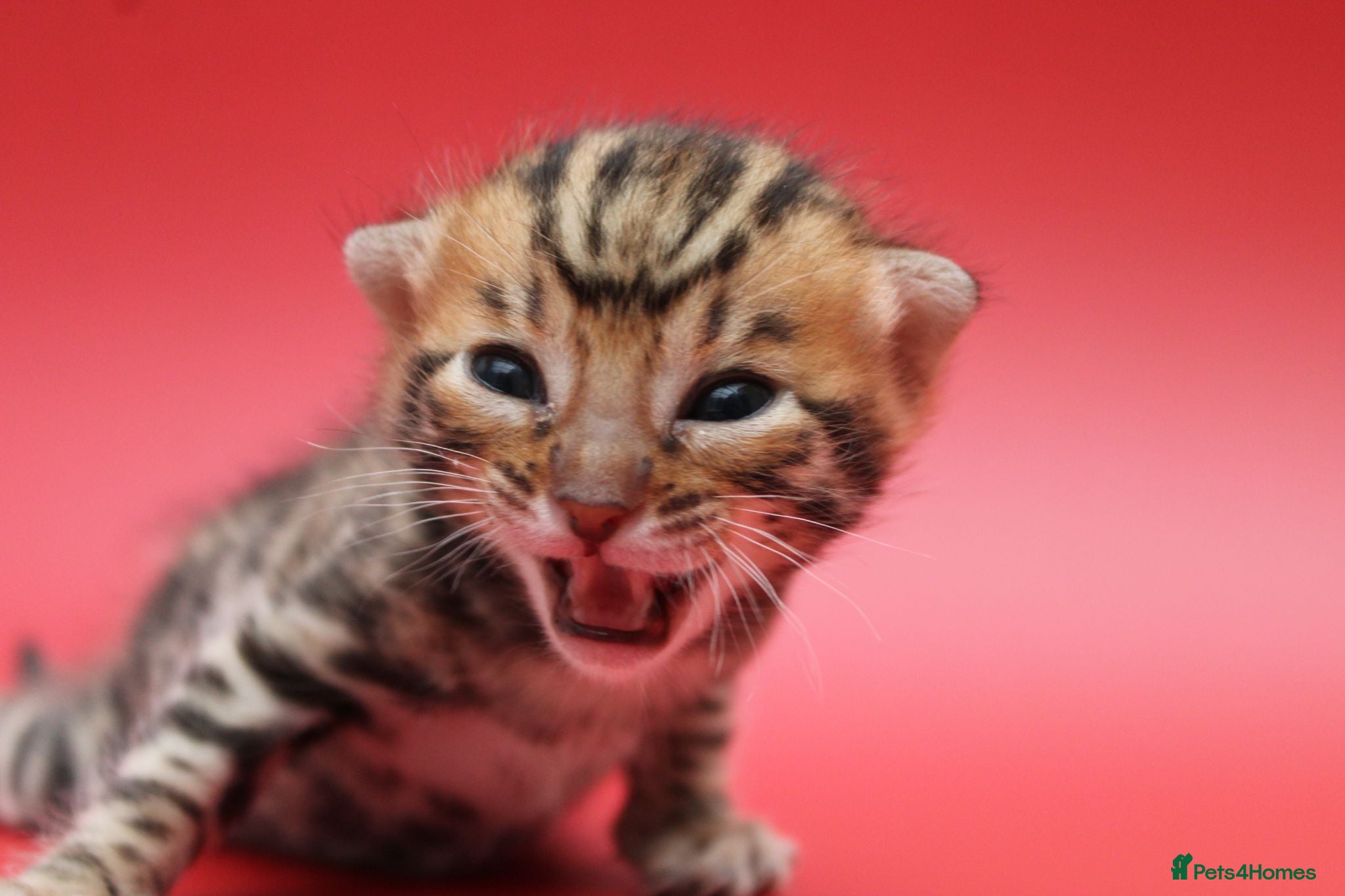 Bengal cats 🔥Beautiful Bengal girl available🔥 - Advert 1