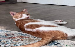 Mixed Breed cats for adoption: HARLEY & BOB BONDED BOYS 4M NEUTERED -VACCINATED  - Image 11