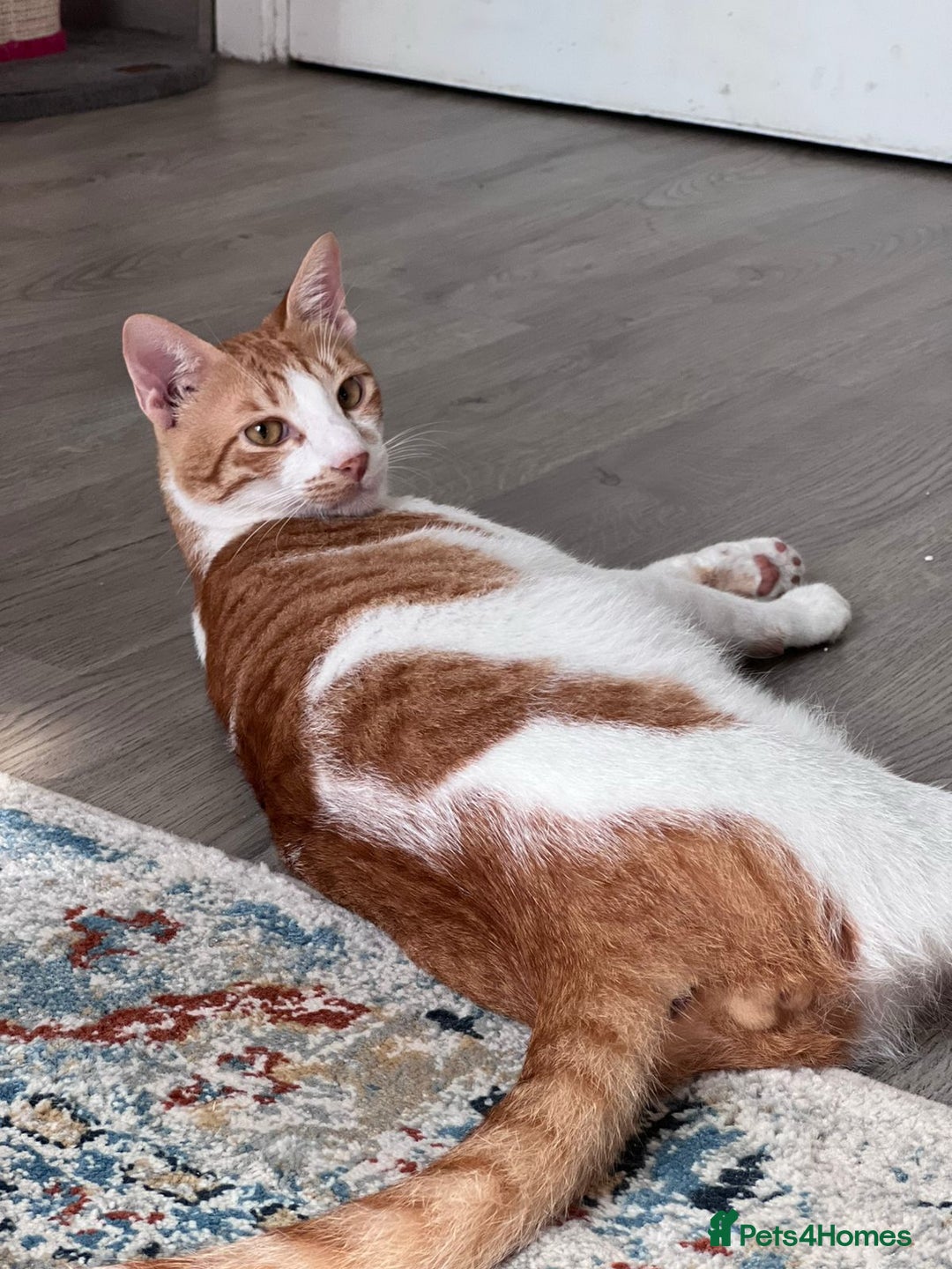 Mixed Breed cats for adoption: HARLEY & BOB BONDED BOYS 4M NEUTERED -VACCINATED  - Image 11