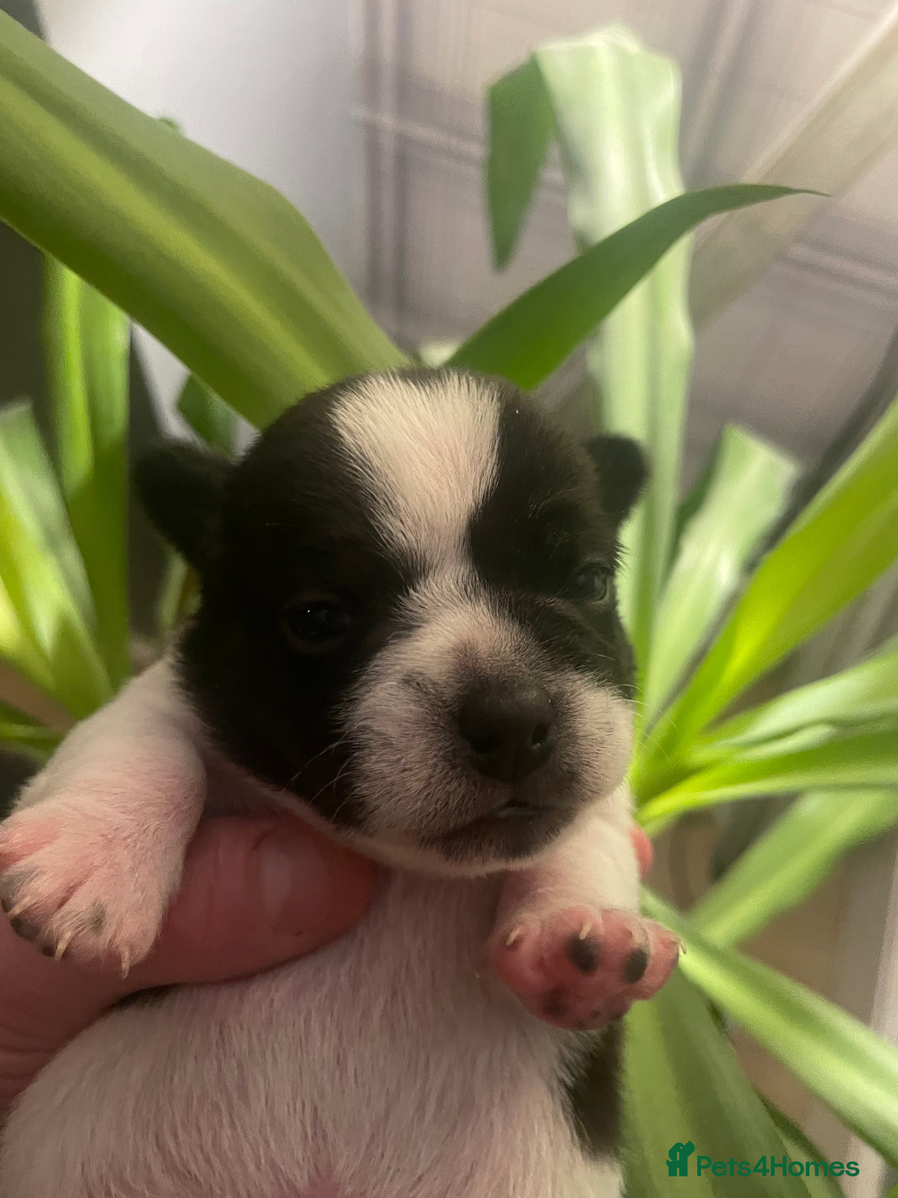 Jug dogs Jug pups  - Advert 3