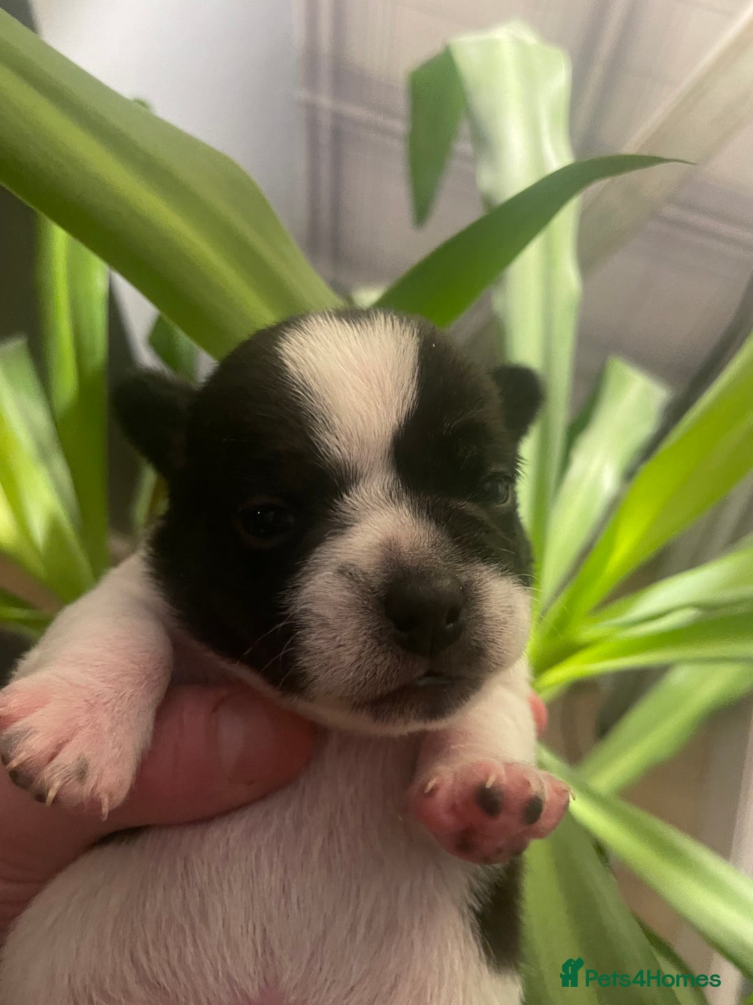 Jug dogs for sale: Jug pups  - Advert 1