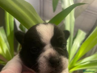 Jug dogs Jug pups - Advert 7