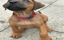 Rhodesian Ridgeback dogs for sale: UBUKHOSI Rhodesian Ridgebacks - Image 5