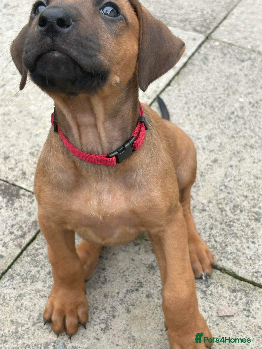 Rhodesian Ridgeback dogs for sale: UBUKHOSI Rhodesian Ridgebacks - Image 5