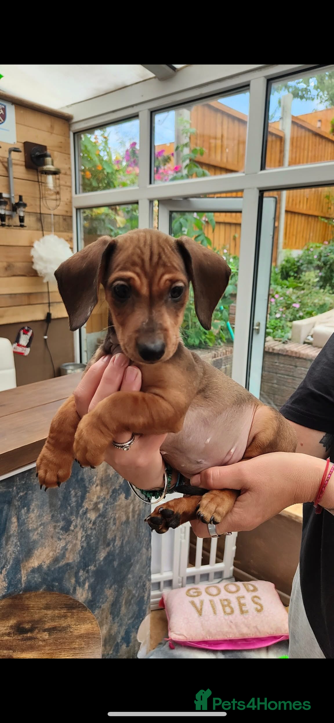 Dachshund dogs for sale: Dachshund puppy - Image 4