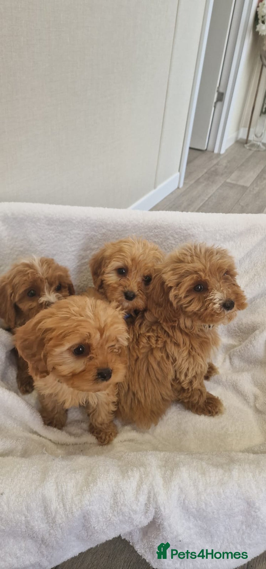 Cavapoo dogs for sale: Beautiful cavapoo fur babies  - Image 16