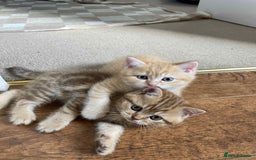 British Shorthair cats for sale: 🐾 Gorgeous British Shorthair Kittens 🐾 - Image 20