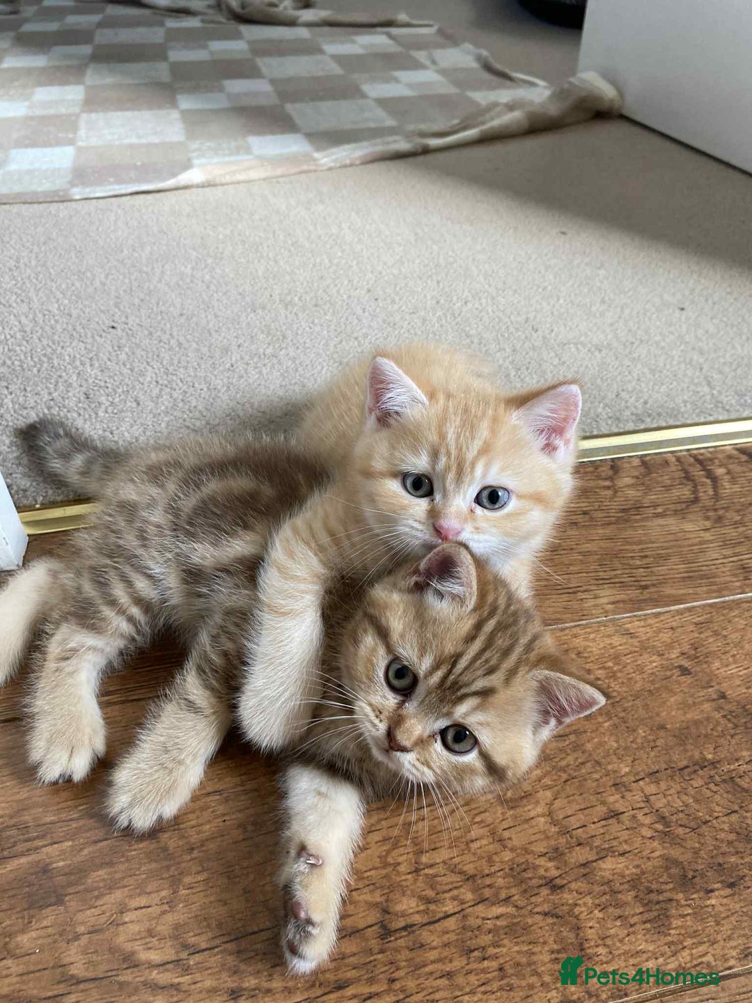British Shorthair cats for sale: 🐾 Gorgeous British Shorthair Kittens 🐾 - Image 20