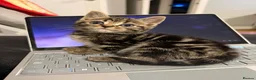 Mixed Breed cats for sale: Beautiful and loving kittens ready for new home. - Advert 1